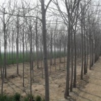 法桐，欒樹，青桐