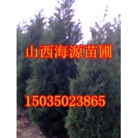 山西優(yōu)質(zhì)側(cè)柏營養(yǎng)杯側(cè)柏苗10-500公分側(cè)柏價(jià)格