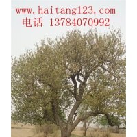 出售地徑18-20公分八棱海棠樹