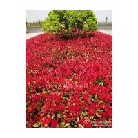紅葉石楠直銷，紅葉石楠供應(yīng)，紅葉石楠價(jià)格