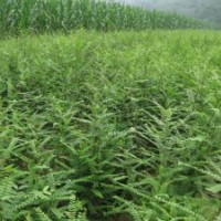 皂莢有什么功效？皂莢樹苗種植？皂莢價(jià)格？