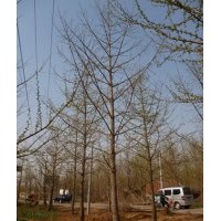 供應10-40公分銀杏樹
