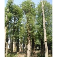 30公分原生香樟樹移植香樟樹