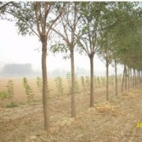 18-20公分國(guó)槐價(jià)格