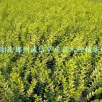 綠化苗木 工程苗 金葉女貞苗 批發(fā)金葉女貞小苗 自產(chǎn)自銷(xiāo)