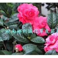 茶花樹(shù)苗 茶花苗 園林綠化苗木