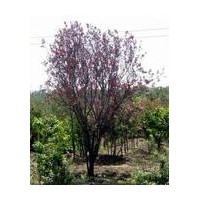 出售黃老虎，紫葉李，迎春，棣棠，黃楊等