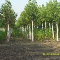 法桐基地 法桐價(jià)格 優(yōu)質(zhì)法桐 速生法桐