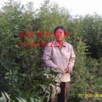 東紅3號(hào)形態(tài)特征：供應(yīng)東紅歐洲白蠟