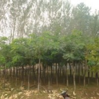 合歡樹價(jià)格