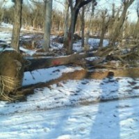 供應(yīng)7-50公分國槐樹