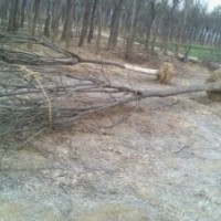 供應(yīng)20-40公分柳樹