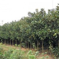 大量供應(yīng)湖南廣玉蘭