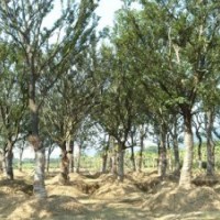 大量供應(yīng)湖南樸樹