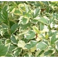 花葉假連翹 銀邊假連翹