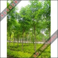 河北香花槐種植基地