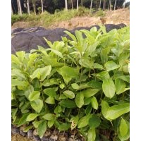 廣東供應火力楠營養(yǎng)袋苗