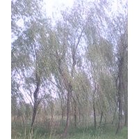 南京垂柳苗圃垂柳價(jià)格