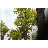 木槿，紫薇，棣棠，紫花鳶尾，馬蓮，垂柳