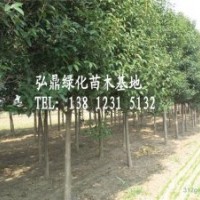 供應(yīng)大葉女貞，大葉女貞價(jià)格，大葉女貞苗圃