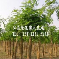 供應(yīng)合歡樹，合歡樹價(jià)格，合歡品種齊全
