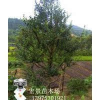 質(zhì)優(yōu)價廉的造型苗木-狗骨樹-造型狗骨古，湖南造型狗骨樹