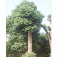 供應(yīng)香樟香樟樹