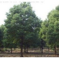 優(yōu)質(zhì)香樟樹 江蘇香樟樹