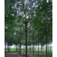 供應(yīng)8-12公分法桐