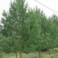 1米松柏苗1米松柏1.2米松柏苗1.2米優(yōu)質(zhì)松柏苗(圖)