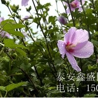 木槿花|木槿花哪里有|木槿花花期|