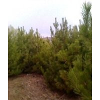 供應(yīng)油松