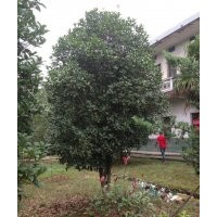 桂花蓬徑2米到3.5米