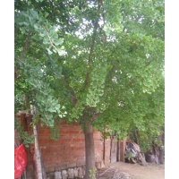 專供江蘇和山東嫁接銀杏樹 5.6.7嫁接樹