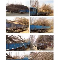 常年低價供應12公分銀杏樹