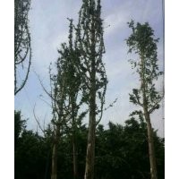 供應35-70公分大銀杏樹