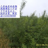 連翹球。連翹