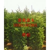 （塔柏價(jià)格），自己產(chǎn)塔柏價(jià)格