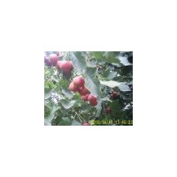 供應(yīng)山西大金星山楂樹，占地4,5,6公分山楂樹大批量