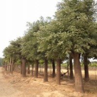 供應(yīng)山東國槐-科學(xué)種植-價(jià)格合理