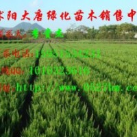 扦插龍柏價(jià)格 子播龍柏行情 江蘇苗圃龍柏價(jià)格