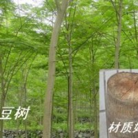 任豆樹(shù)苗木供應(yīng)   梔子樹(shù)