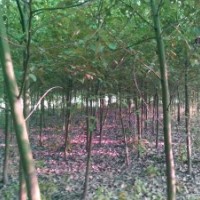 香樟種植基地出售香樟3-25公分