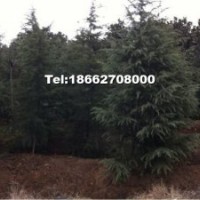 供應雪松，國槐，高桿女貞，香樟，廣玉蘭，大小規(guī)格均有