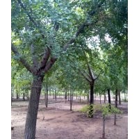 旭東銀杏 基地供應(yīng)