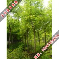 香花槐的特點(diǎn)