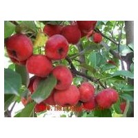 八棱海棠樹2013苗木預(yù)定