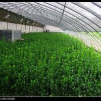 北海道黃楊，2013年北海道黃楊報價，北海道黃楊小苗