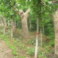 法國梧桐 法桐小苗 速生法桐 全冠法桐 帶帽法桐