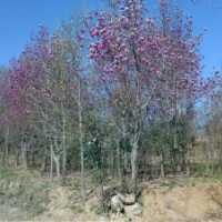 出售玉蘭，杜仲，黃櫨，五角楓，山楂，北欒等綠化苗木